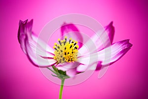 Purple and pink wild flower Ã¢â¬ÅWild Cosmos FlowerÃ¢â¬Â Cosmos bipinnatus blooming during Spring Summer closeup macro photo isolated